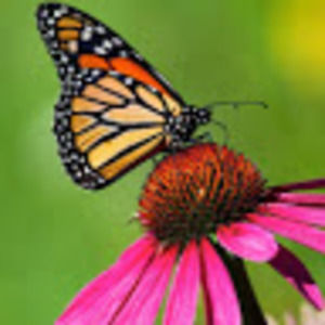 Meet your Posher, Eva